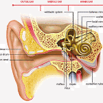The ear, an engineering marvel